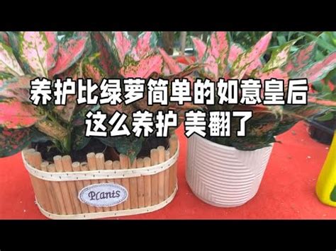 如意植物風水